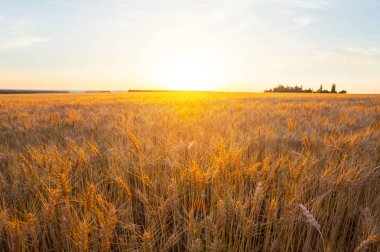 akşam güneş ışığı yaz buğday alanında