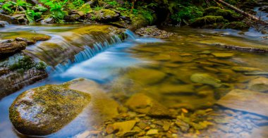 güzel nehir yeşil bir orman yoluyla acele