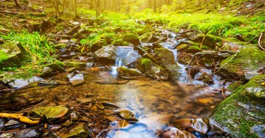 bir ormandaki sball brook