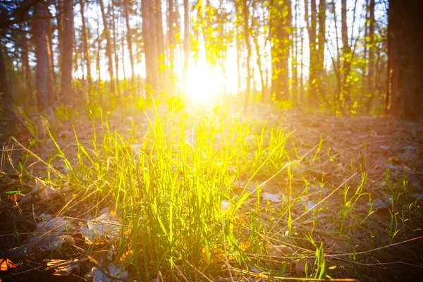 Осінній Ліс Крупним Планом Зеленою Травою Заході Сонця — стокове фото