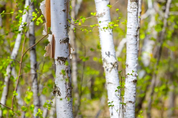 Gros Plan Bouleau Blanc Dans Forêt — Photo