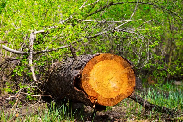 Tronco Árbol Primer Plano Bosque — Foto de Stock