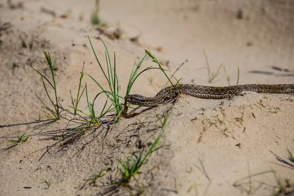 Small Closeup Snake Crawl Sand — Stock Photo, Image