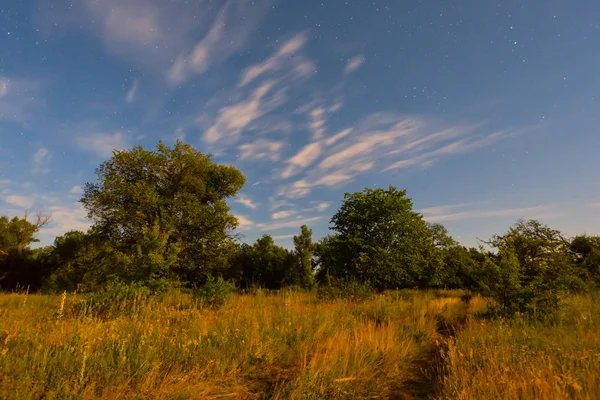 Foresta Tranquilla Nella Scena Dell Esposizione Notturna — Foto Stock