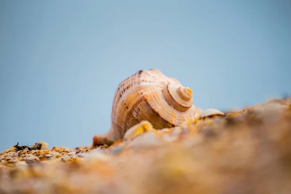 Concha Marinha Vazia Uma Praia Areia — Fotografia de Stock