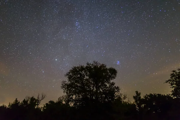 Ночь Темный Лес Звездным Небом — стоковое фото