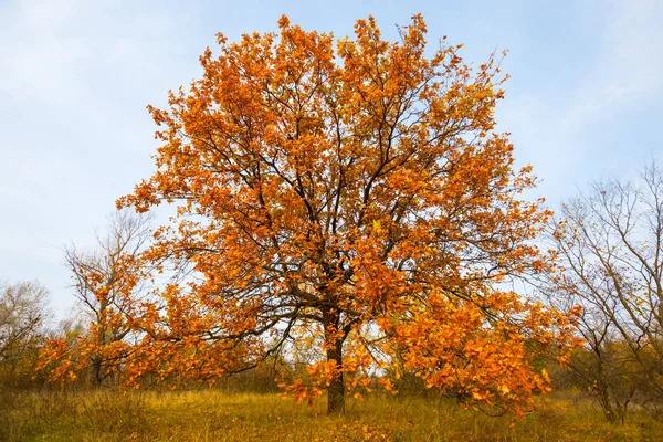 森林红色秋天橡树 — 图库照片
