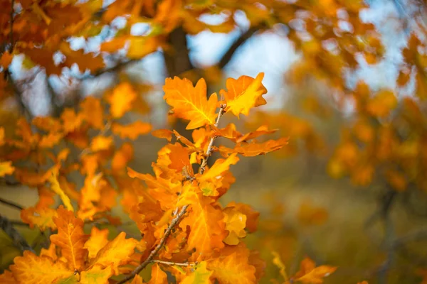 Beautiful Closeup Oak Tree Branch Forest — Stock Photo, Image