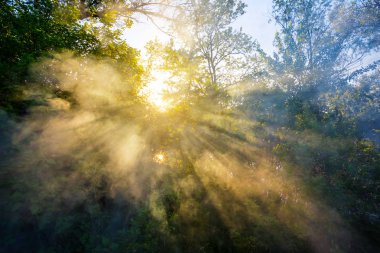 güzel bir akşam ormanda yapraklara itme aracılığıyla bir duman