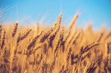 portre yaz buğday alan sahne