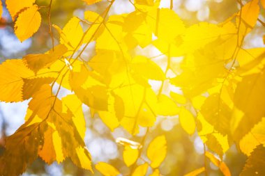 doğal sonbahar arka plan, bir gün ışığına closeup kırmızı kuru sonbahar yaprakları