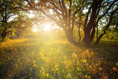 gün batımında güzel sonbahar oak grove