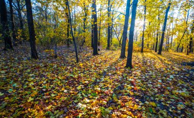 güzel sonbahar akçaağaç park akşam kuru yaprakları ile