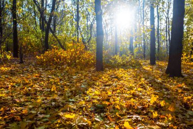 gün batımında güzel sonbahar akçaağaç park