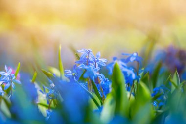 closeup mavi kardelen çiçek arka plan