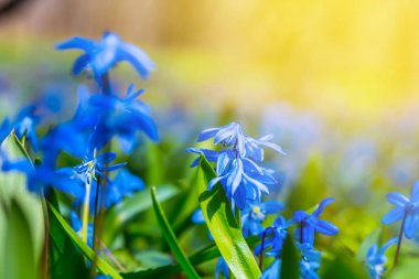 bir orman glade closeup mavi kardelen çiçekleri