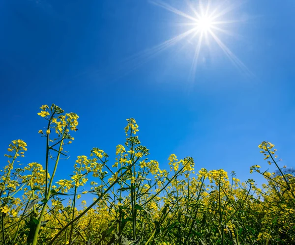 Yellow Rape Field Sparkle Sun — Stock Photo, Image