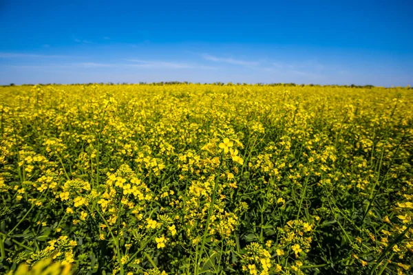 Summer Yellow Rape Field Agriculture Scene — Stock Photo, Image