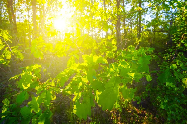 Beautiful Green Summer Park Light Evening Sun — Stock Photo, Image