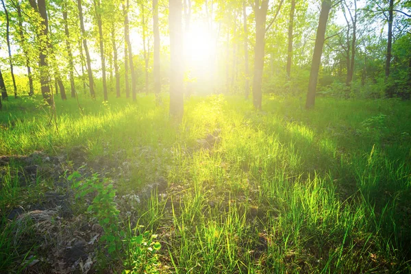 Mooie Groene Zomer Bos Een Stralen Van Zon — Stockfoto