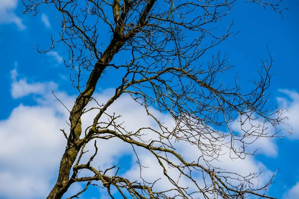 Alte Trockene Nackte Baum Auf Einem Bewölkten Himmel Hintergrund — Stockfoto