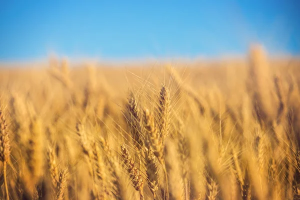 Крупный План Летнего Пшеничного Поля — стоковое фото