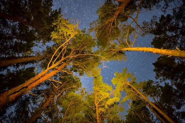 Ночной Пейзаж Высокий Сосновый Лес Ночное Звездное Небо — стоковое фото