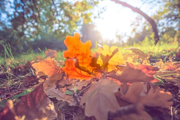 Closeup Red Oak Leaves Ground Rays Evening Sun — Stock Photo, Image