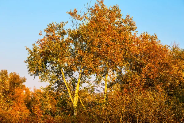 赤秋の森 — ストック写真