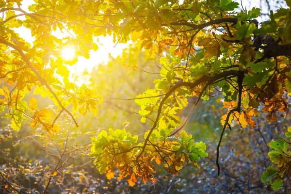 日光クローズ アップ赤いカシの木の枝 — ストック写真