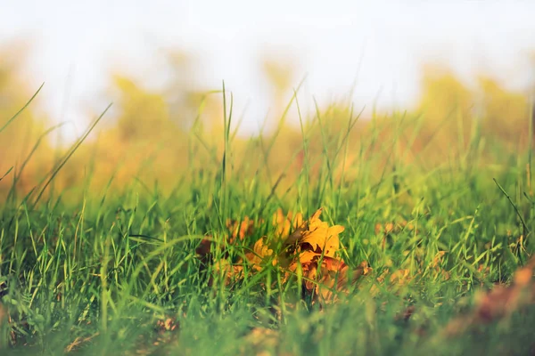 Closeup Suché Podzimní Listí Zelené Trávě — Stock fotografie