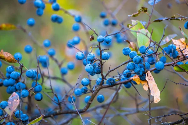 Closeup Thorn Heester Met Ripen Bessen — Stockfoto