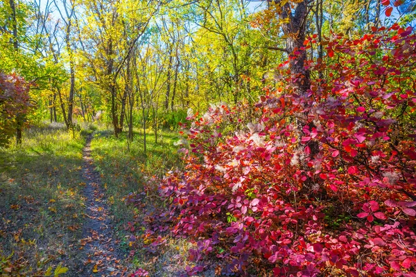 Krásné Různobarevné Podzimní Les Jasný Den — Stock fotografie