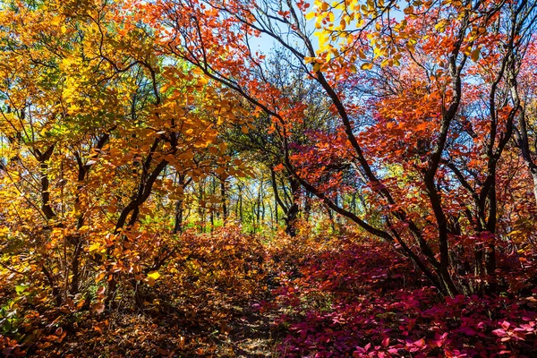 Roter Herbsthain Mit Bunten Bäumen — Stockfoto