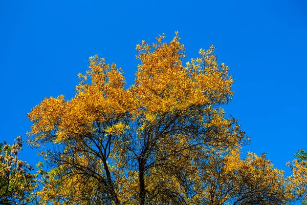 Closeup Sám Podzimní Červený Strom Pozadí Modré Oblohy — Stock fotografie