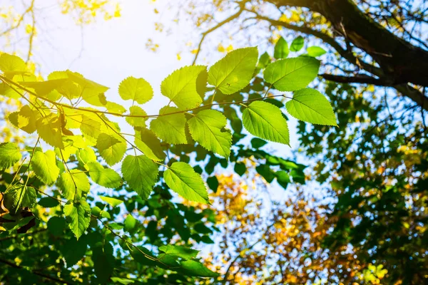Όμορφο Πράσινο Δέντρο Υποκατάστημα Ένα Ηλιακό Φως — Φωτογραφία Αρχείου