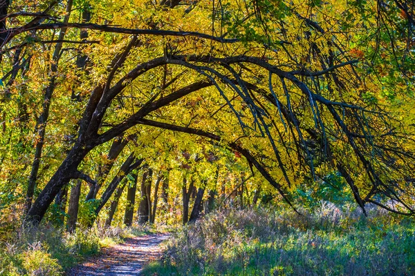 Krásné Klidné Podzimní Park Krajina — Stock fotografie