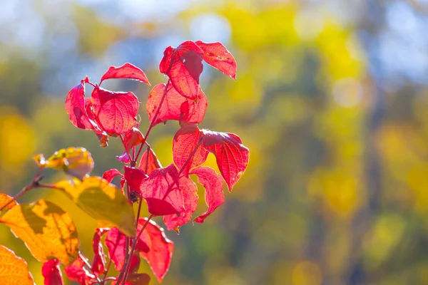Nahaufnahme Roter Ast Herbstlichen Wald — Stockfoto