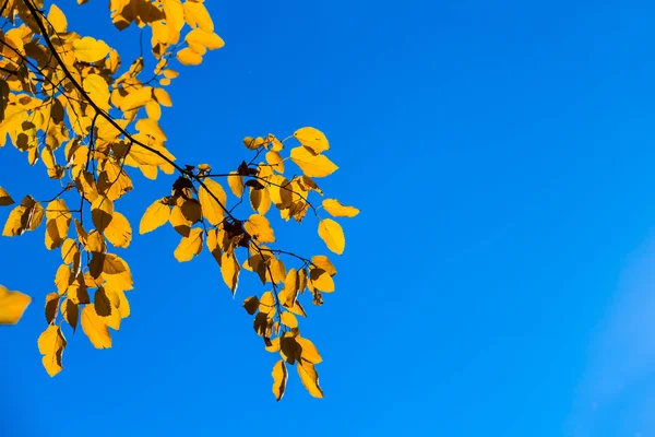 青空背景にクローズ アップ赤乾燥木の枝 — ストック写真