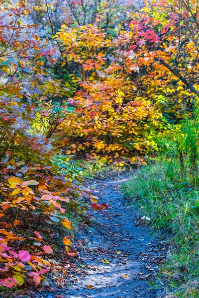 Nahaufnahme Kleine Straße Durch Den Herbstpark — Stockfoto