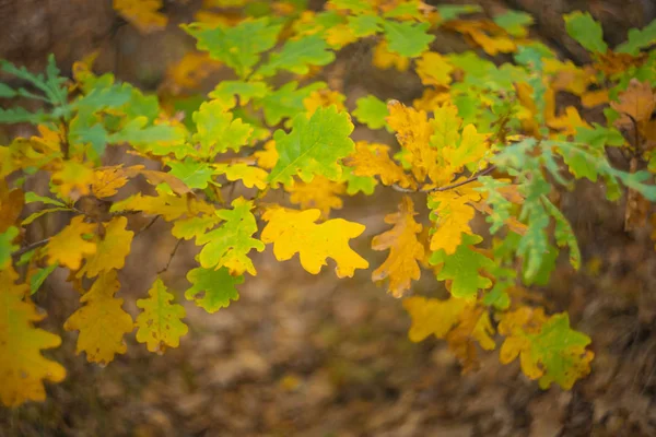 Closeup Red Oak Tree Branch Forest — Stock Photo, Image