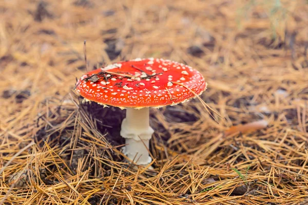 Nahaufnahme Roter Fliegenpilz Einem Kiefernwald — Stockfoto