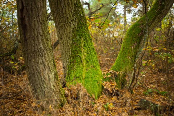 Тихий Осенний Лес Крупным Планом Три Дуба — стоковое фото