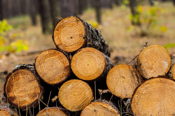 Montão Close Tronco Pinheiros Uma Floresta — Fotografia de Stock