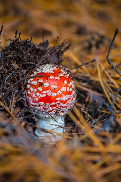 Närbild Röda Flyagaric Svamp Skog — Stockfoto