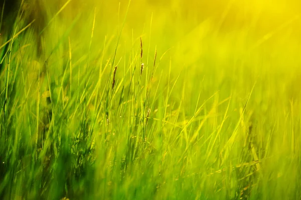 Natural Background Closeup Prairie Grass Sunlight — Stock Photo, Image