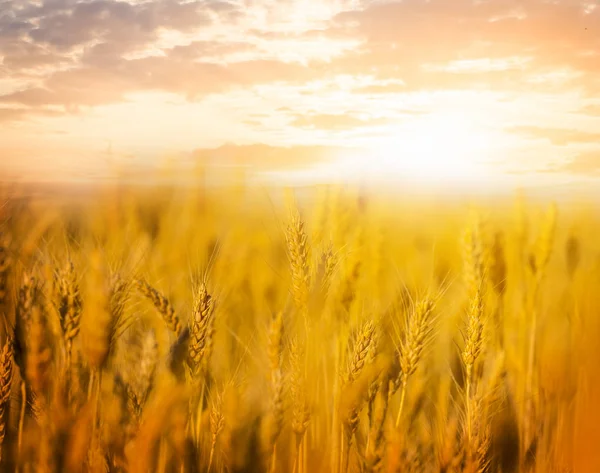 Tramonto Campo Grano — Foto Stock