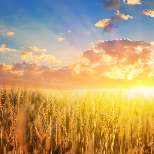 Mooie Zomerse Tarweveld Bij Zonsondergang — Stockfoto