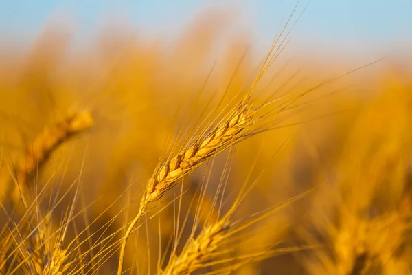 Крупный План Летнего Пшеничного Поля Голубым Небом — стоковое фото
