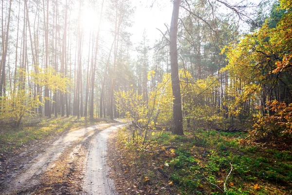 Slunečné Podzimní Les Pozemní Silniční — Stock fotografie